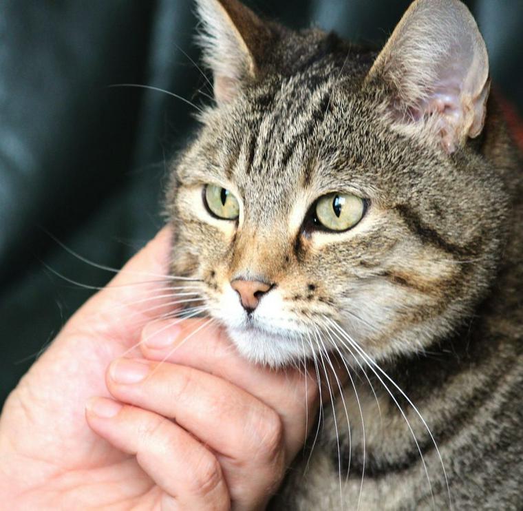 猫を撫でる場合に喜ぶ場所はどこ 愛猫のうれしいサインをチェック ペトコト