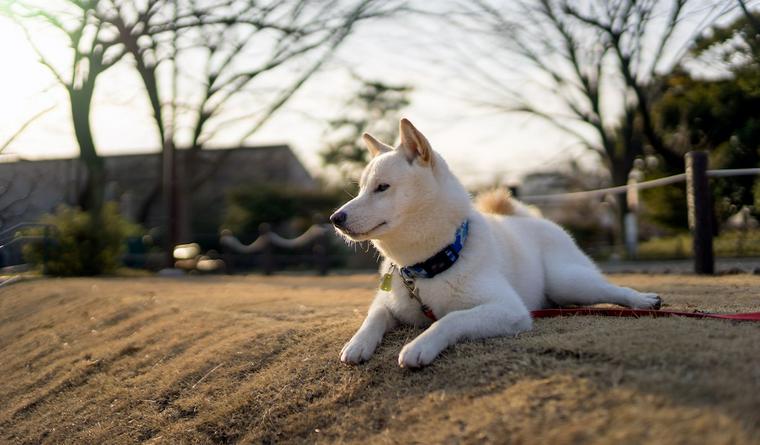 柴犬は寒さに強いって本当 寒がるサインを見逃さず対策を ペトコト