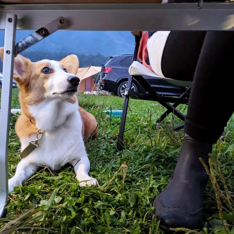 ふもとっぱらキャンプ場で犬とキャンプ