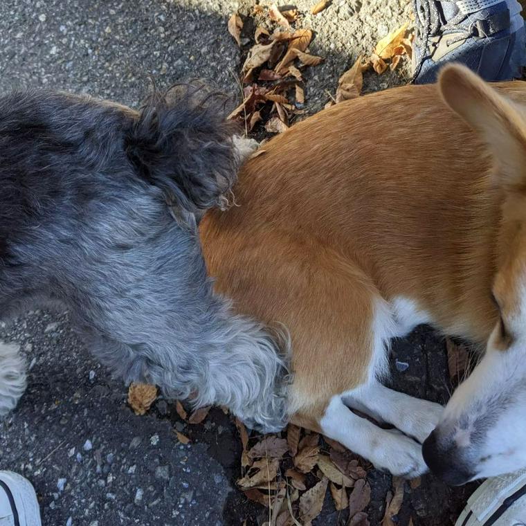 入笠山で犬と登山