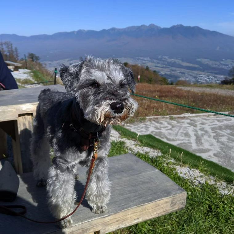 入笠山で犬と登山