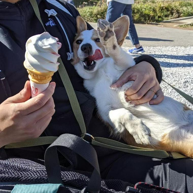 入笠山で犬と登山