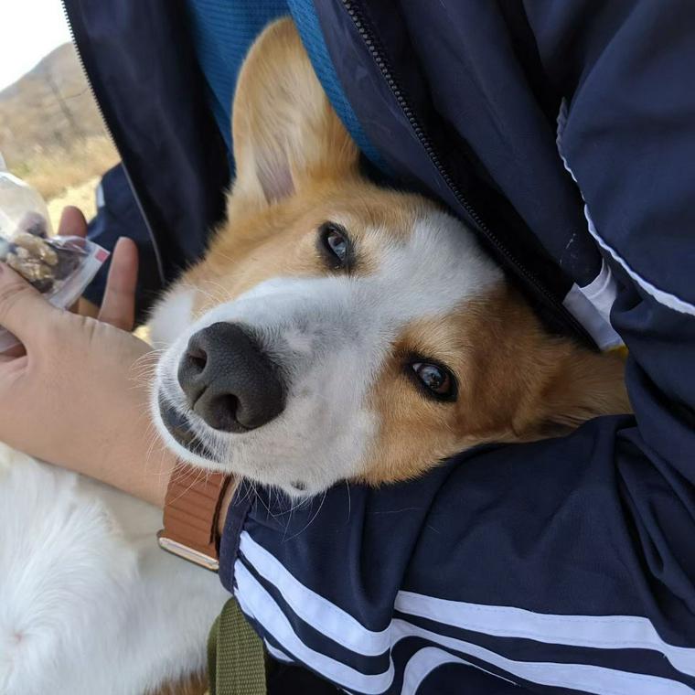 入笠山で犬と登山