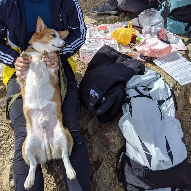 入笠山で犬と登山