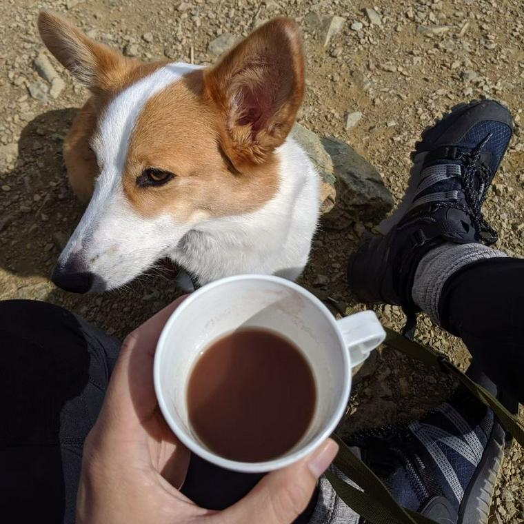 入笠山で犬と登山