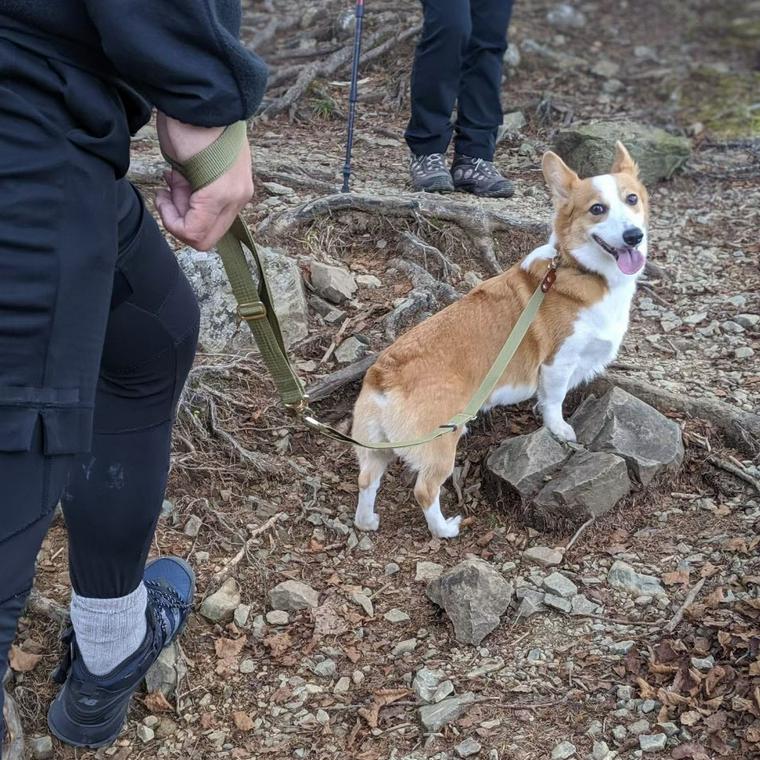 犬連れ登山はマナーが大事 事故や怪我をしないための注意点や八ヶ岳などおすすめ登山地を紹介 ペトコト