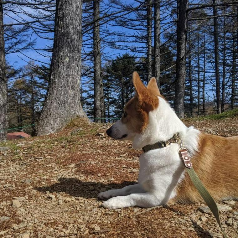 入笠山で犬と登山