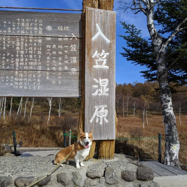 入笠山で犬と登山