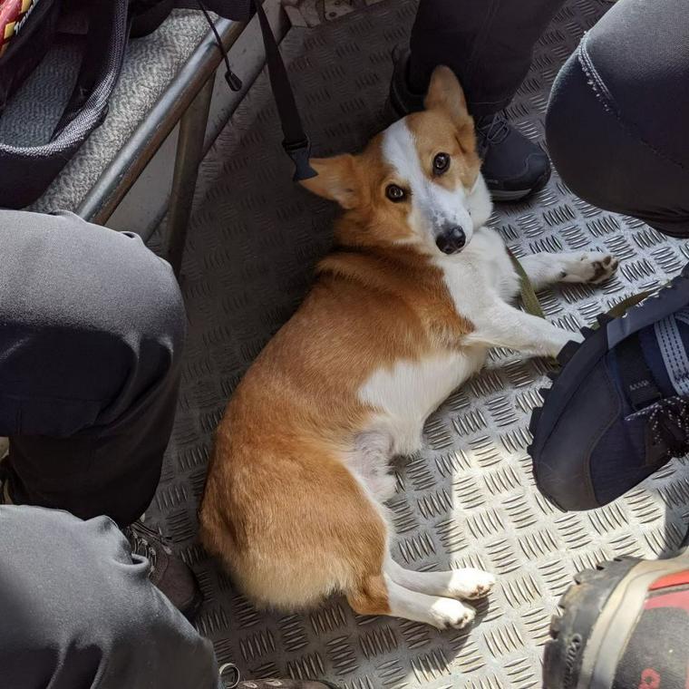 入笠山で犬と登山