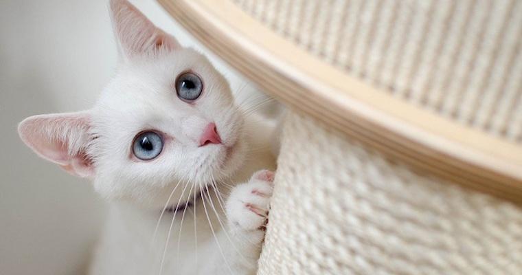 猫のオスとメスはどう違う? 特徴と見分け方