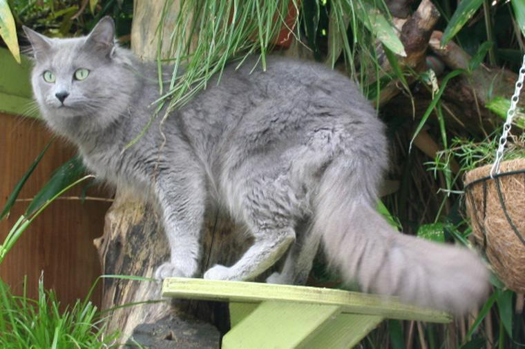グレー ブルー の毛色を持つ猫種を紹介 グレーの雑種猫の探し方も ペトコト