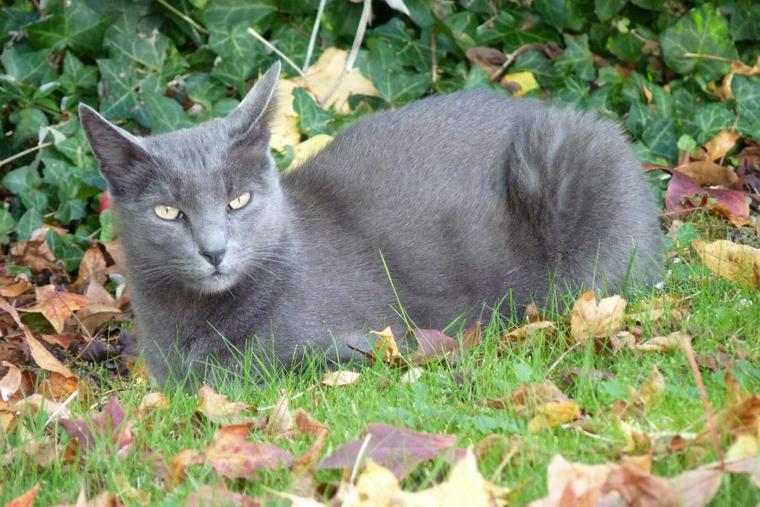 グレー ブルー の美しい毛色を持つ猫種は グレーの雑種猫の探し方もご紹介 ペトコト