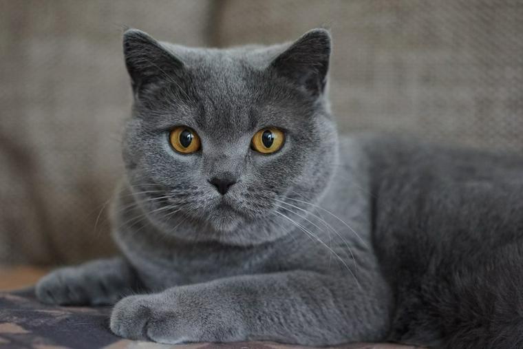 グレー ブルー の美しい毛色を持つ猫種は グレーの雑種猫の探し方もご紹介 ペトコト