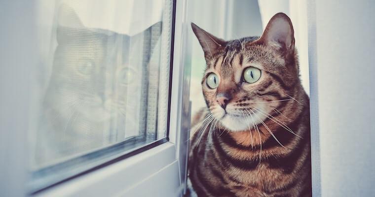 猫が飼い主にじっと目を合わせる意味とは？ゴロゴロや威嚇などの気持ちを解説