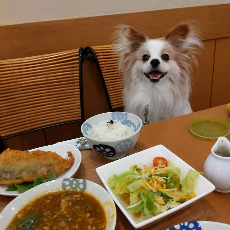 町田のおすすめドッグカフェ 犬同伴可レストラン9選 犬連れでランチを楽しもう ペトコト