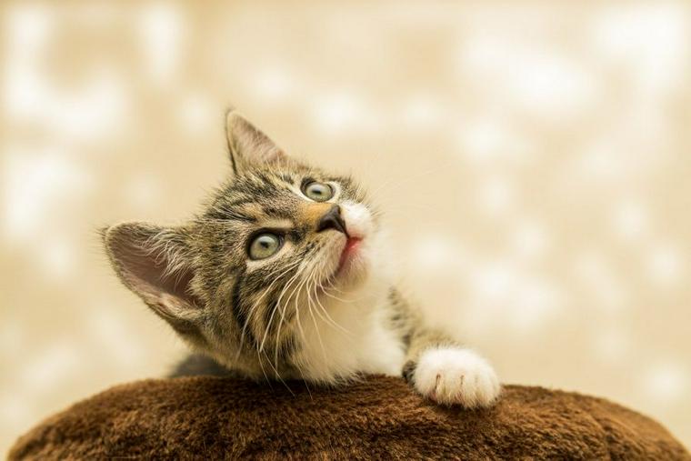 子猫