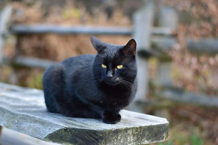 黒猫
