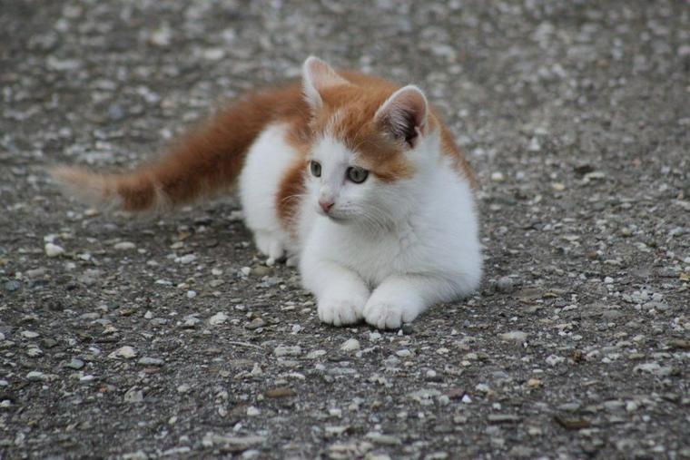 野良猫