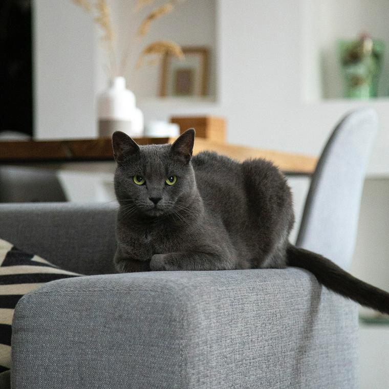 猫