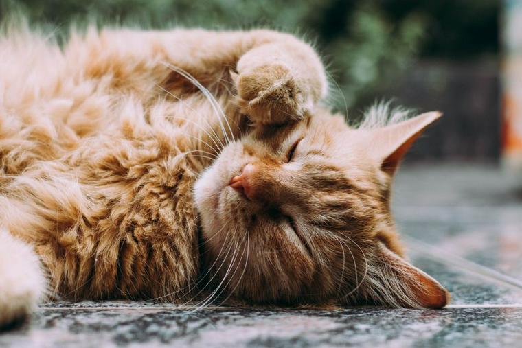 猫とゆっくりとまばたきをするのは愛情表現 意味や病気の可能性を解説 ペトコト