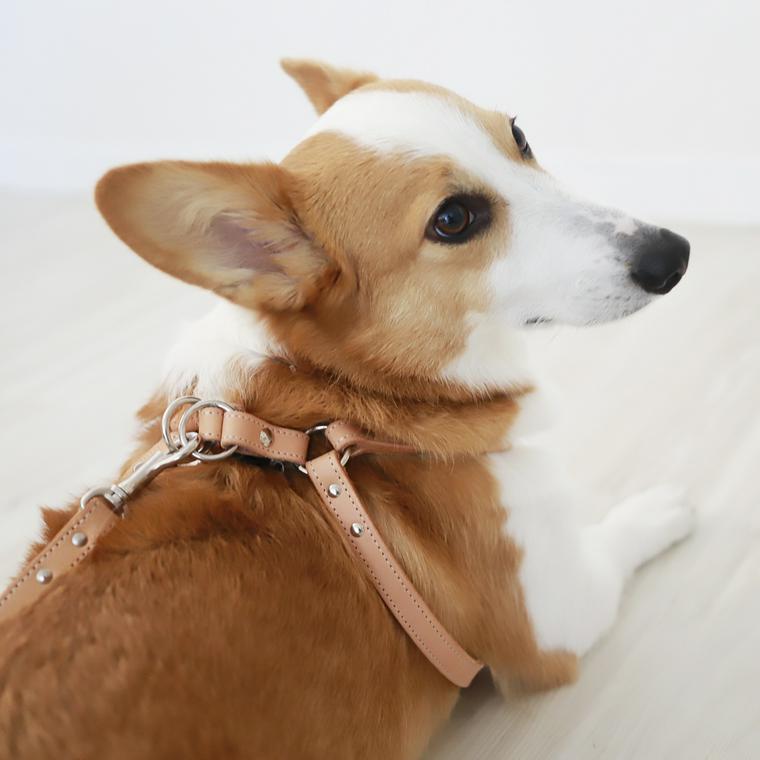 ヌメ革のハーネスを着けたコーギー（リードは別売り）