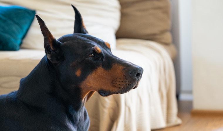 犬の横顔