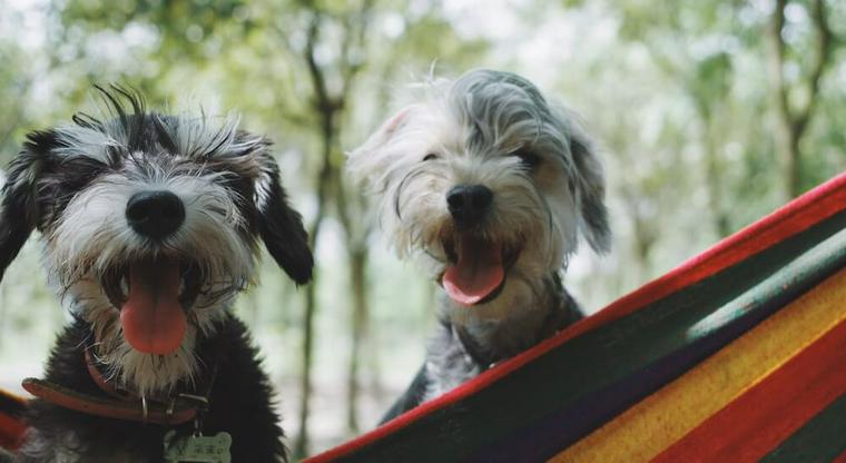 2匹の犬