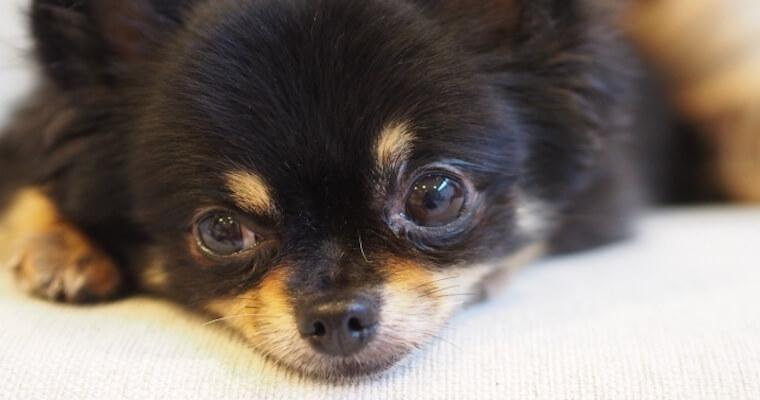 犬の腹膜炎とは? 症状や原因、治療法などを獣医師が解説