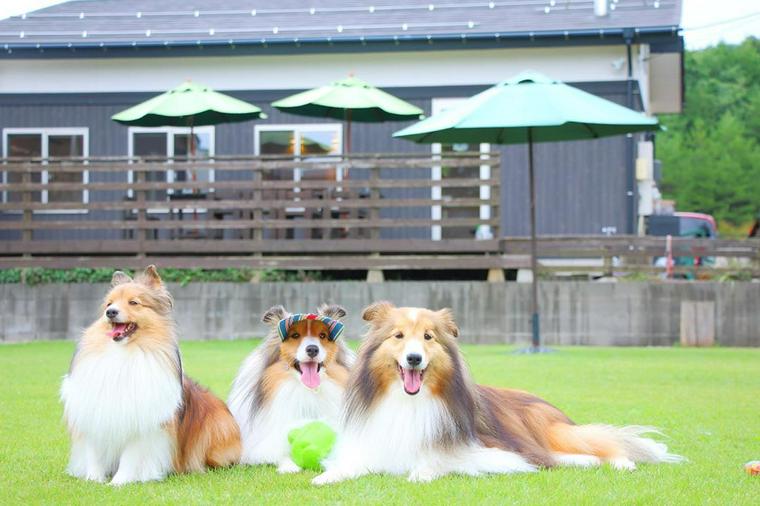 新潟県にあるドッグカフェウチヤマ