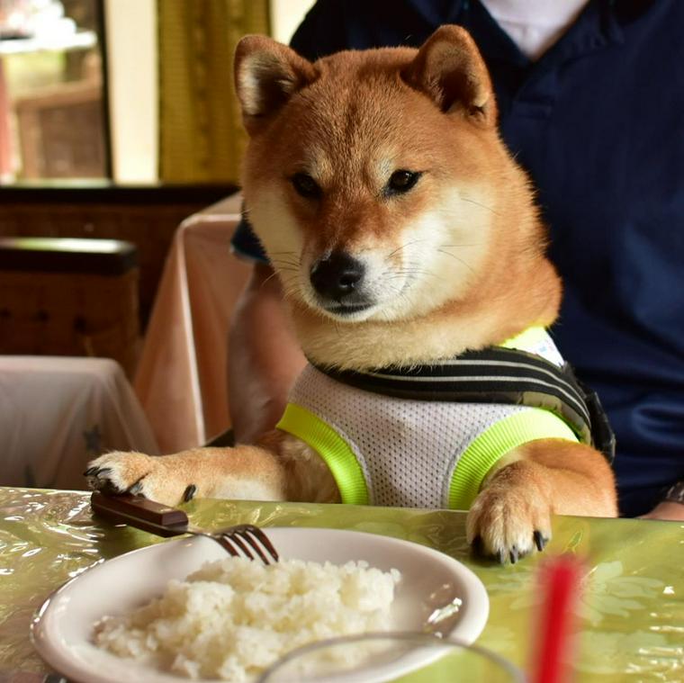 つくば市 茨城県 のドッグカフェ ペット同伴可レストランおすすめ7選 犬連れランチを楽しもう ペトコト
