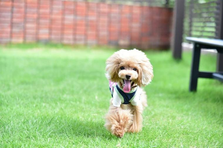 岡山のドッグカフェ 犬同伴可レストランおすすめ8選 人気店や店内同伴可店も紹介 ペトコト