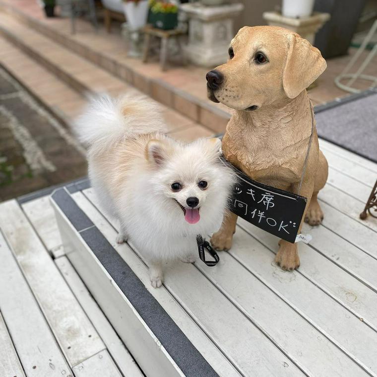 岡山のドッグカフェ 犬同伴可レストランおすすめ8選 人気店や店内同伴可店も紹介 ペトコト