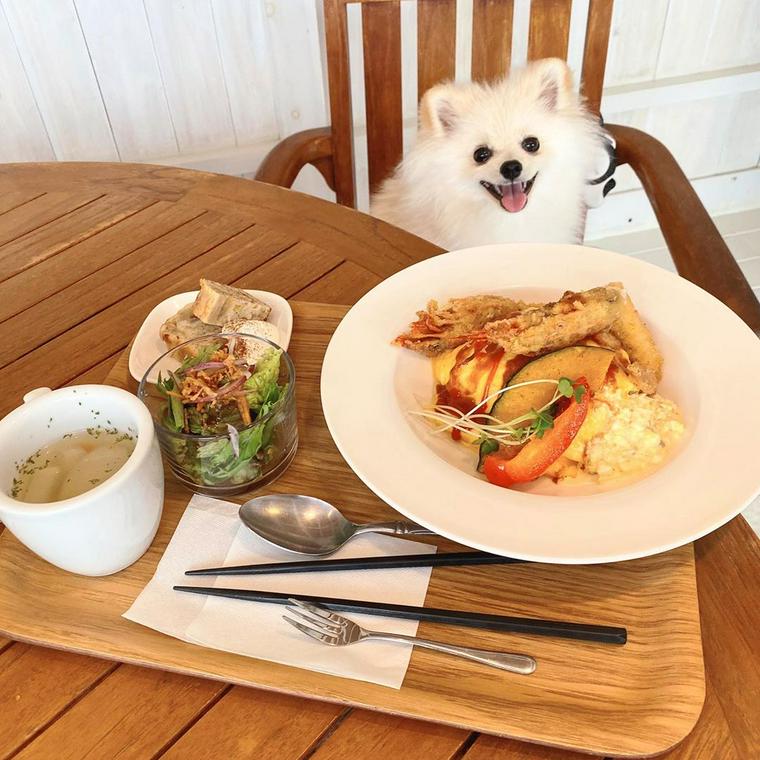 岡山のドッグカフェ 犬同伴可レストランおすすめ8選 人気店や店内同伴可店も紹介 ペトコト
