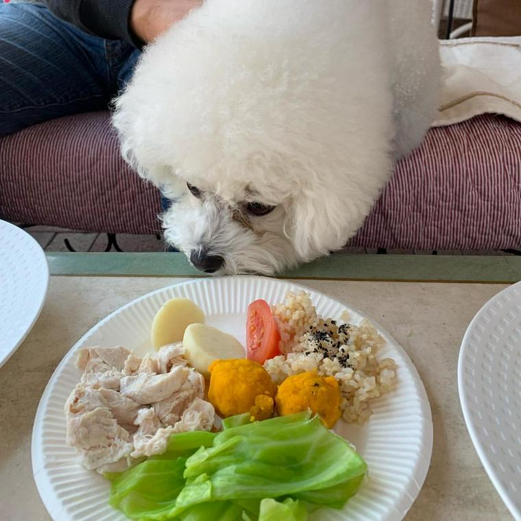 愛知県の人気ドッグカフェ 犬同伴可レストランおすすめ9選 モーニングや室内同伴ok店も ペトコト