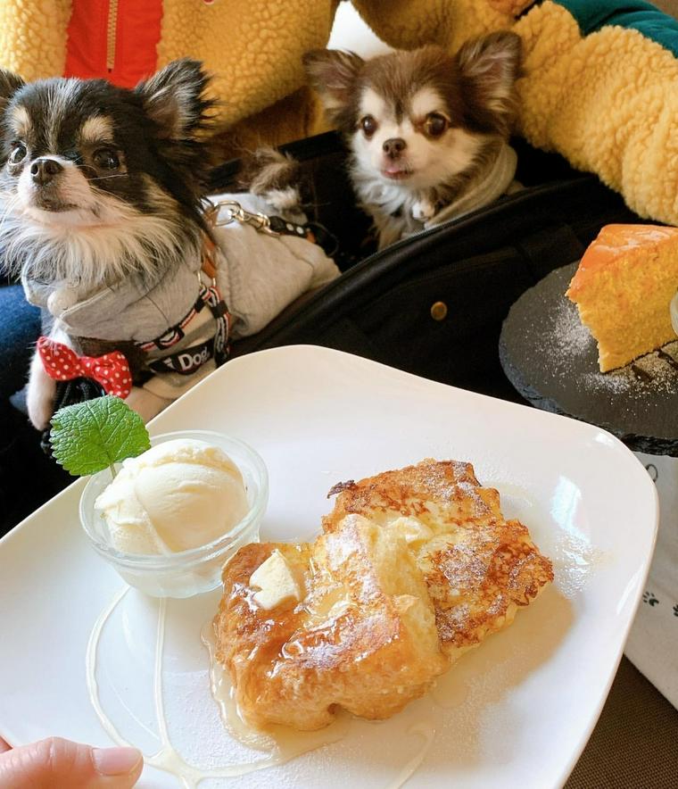 広島のドッグカフェおすすめ12選 看板犬と触れ合えるカフェや人気店を紹介 ペトコト