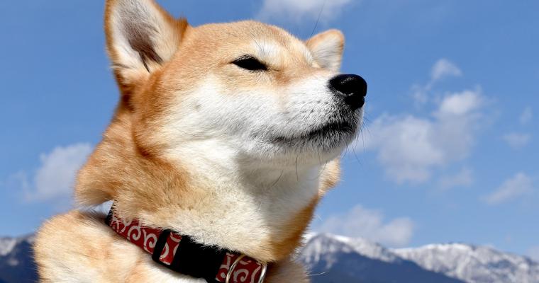 柴犬は小型犬? 中型犬? 「小型犬のみ可」の賃貸はNGなケースも