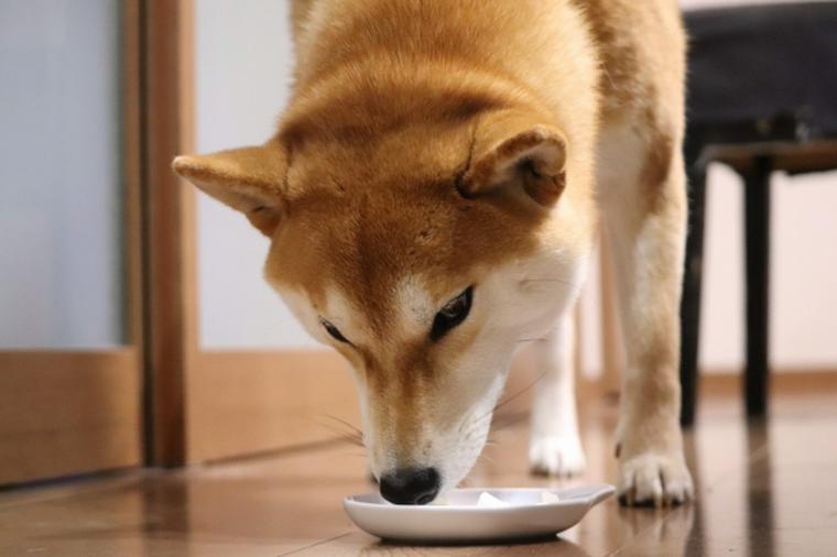 柴犬の留守番はいつから大丈夫 留守番時のポイントや注意点を紹介 ペトこと