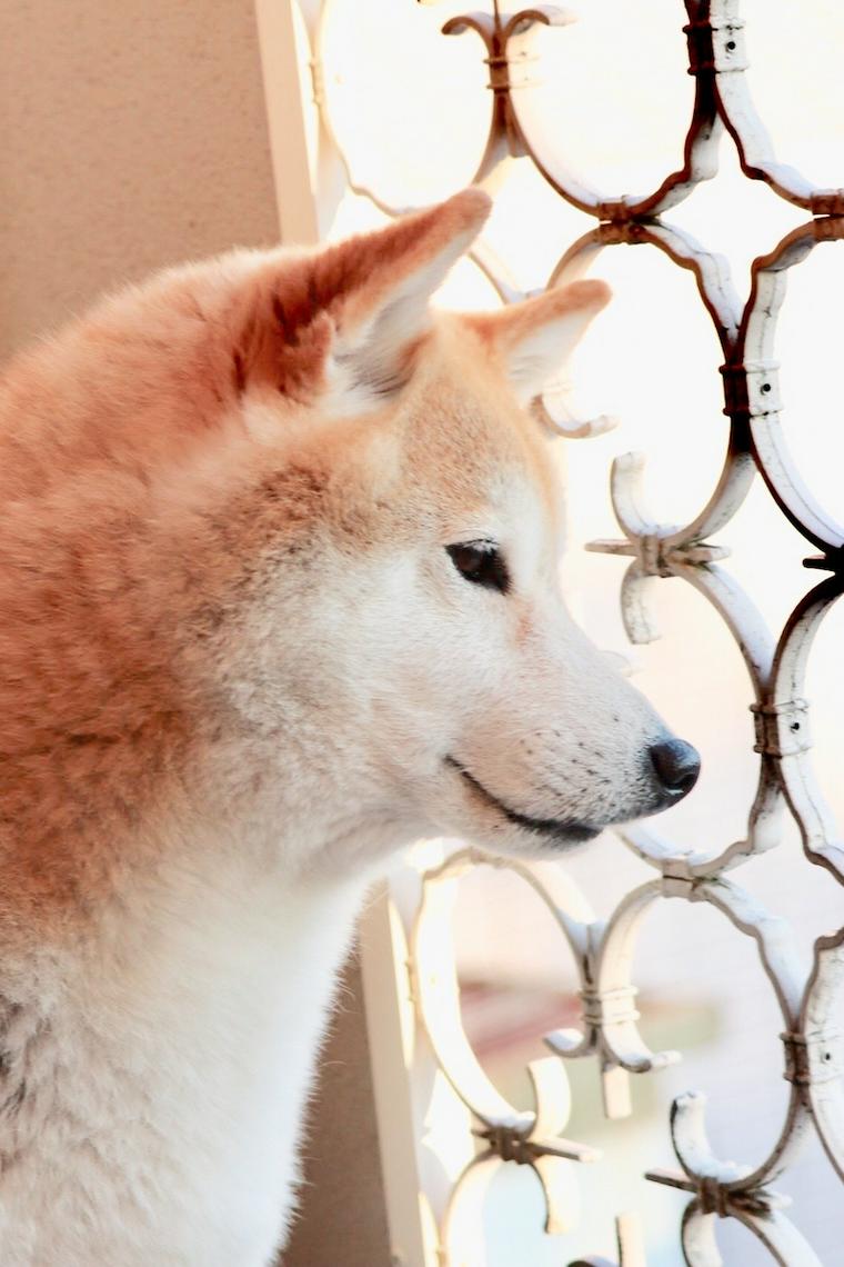 留守番する柴犬