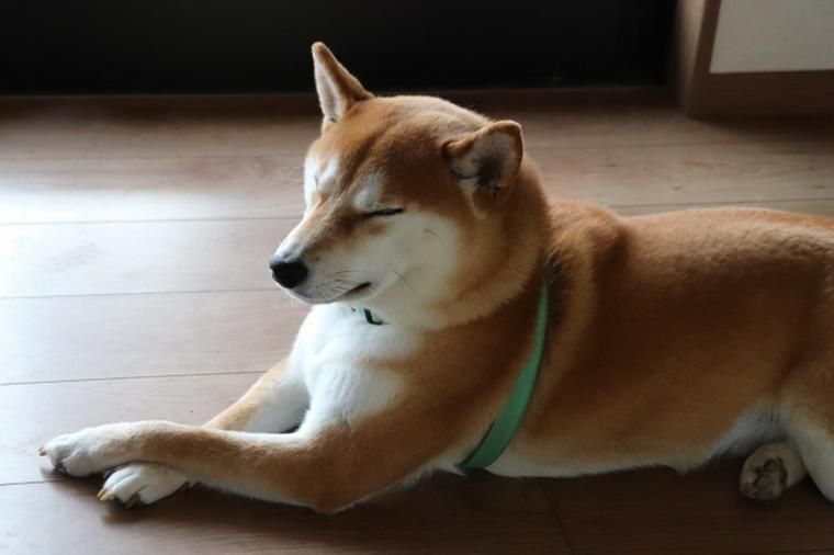 うとうとする柴犬