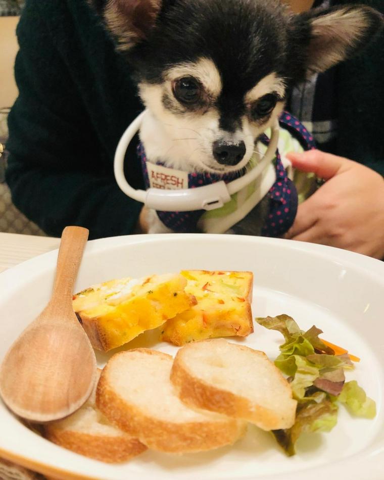広島のドッグカフェおすすめ12選 看板犬と触れ合えるカフェや人気店を紹介 ペトコト