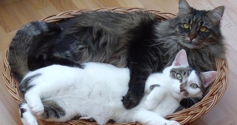 猫が猫団子になるのはなぜ? 「かわいい」と話題の猫団子について解説