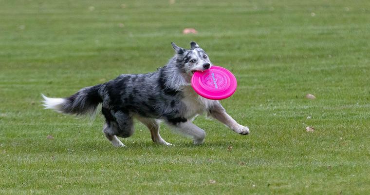犬とアウトドアアクティビティーを楽しもう♪ オススメグッズも紹介