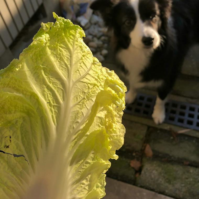 犬は白菜を食べても大丈夫 生や芯などを与える際の注意点やアレルギーについて解説 ペトこと