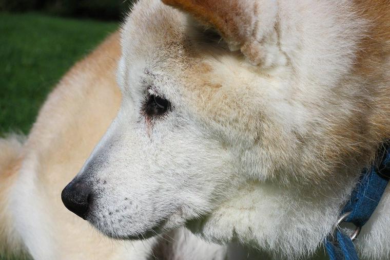 柴犬横顔