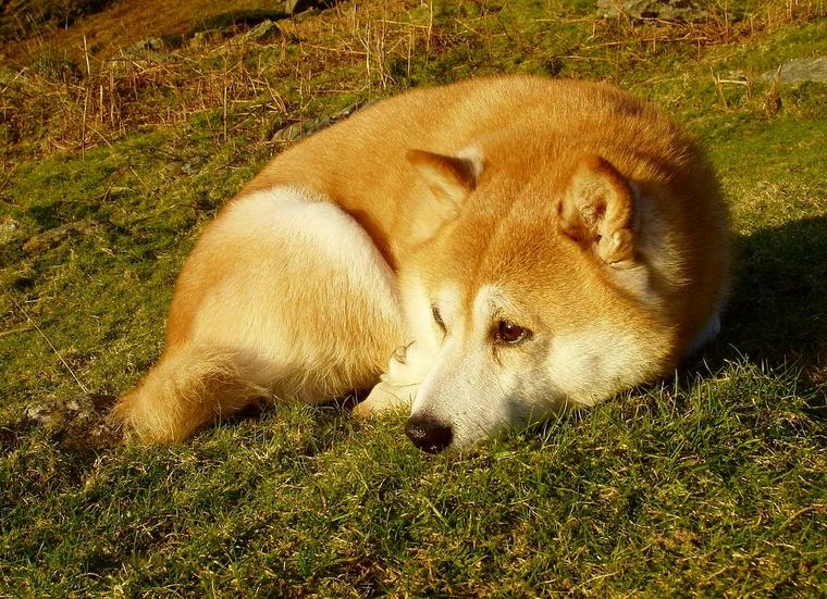 柴犬の老犬は何歳から 寿命や認知症の症状 食事について解説 ペトコト