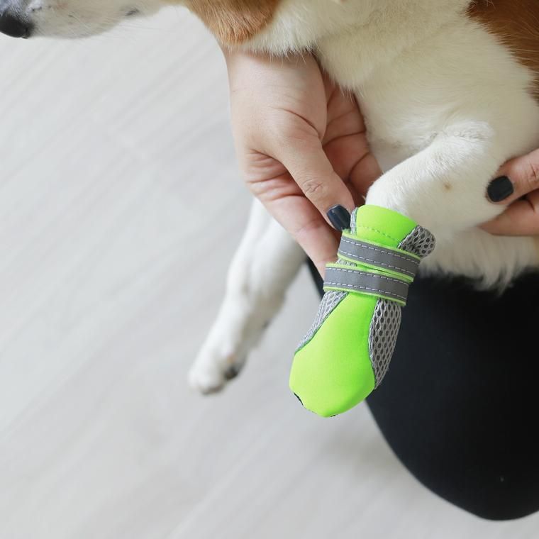 犬の前足にドッグシューズを履かせているところ