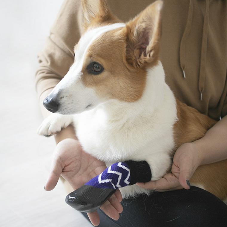 前足に靴下を履いたコーギー