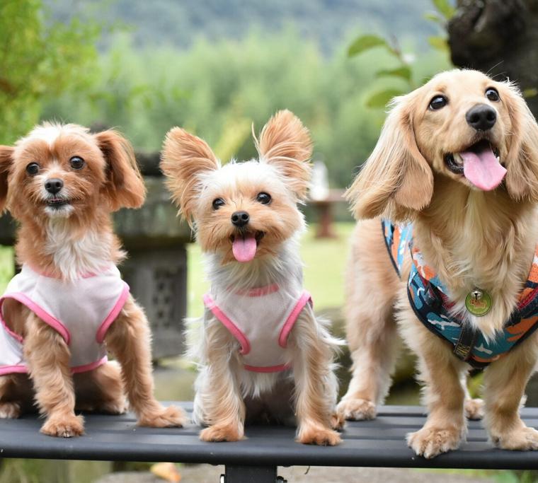 岡山のドッグカフェ 犬同伴可レストランおすすめ8選 人気店や店内同伴可店も紹介 ペトコト