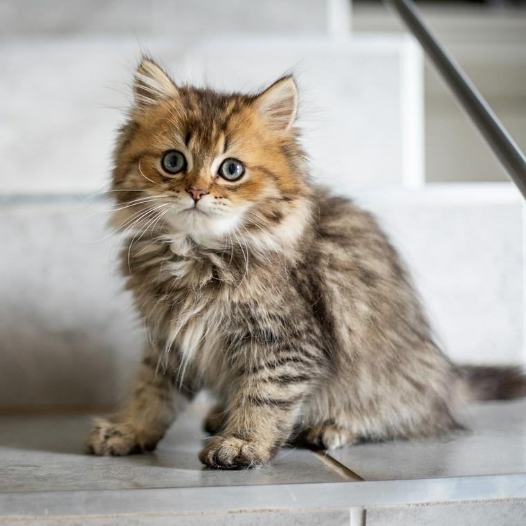 猫用トイレのそばに座る白い猫