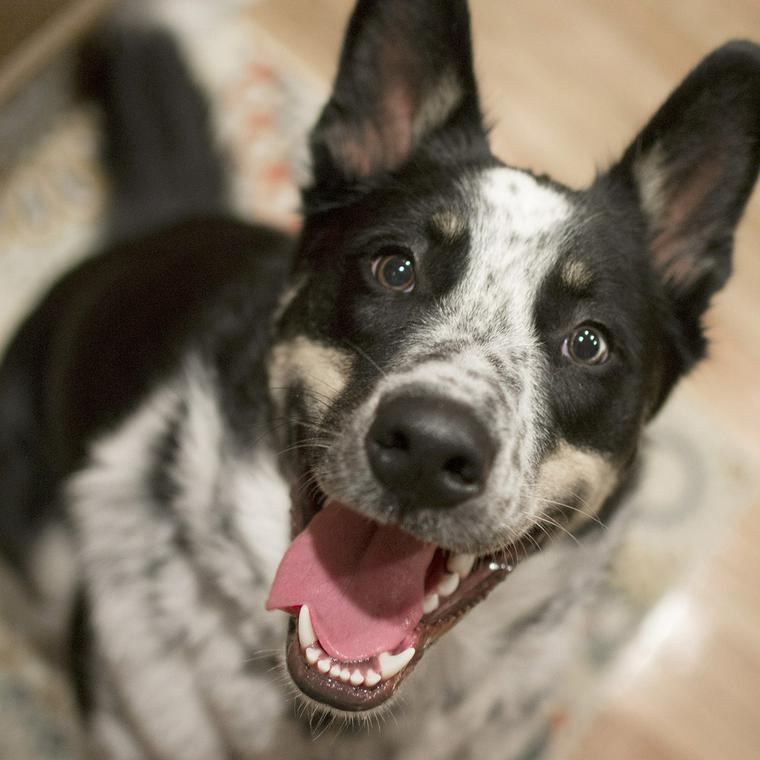 犬はしいたけを食べても大丈夫 生や干ししいたけを与えるときの注意点を解説 ペトこと